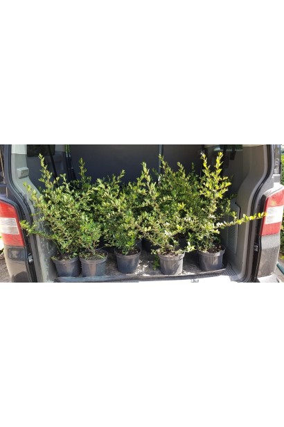 Саженцы Пироканта Оранж Глоу